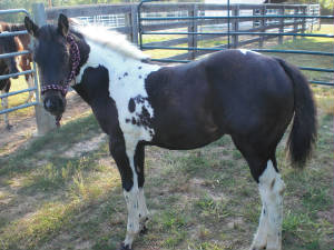 Paint Stallions For Sale In Florida
